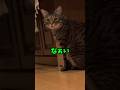 お喋り保護猫「なぁい」すべてが可愛すぎてママさん興奮 #猫 #ピノ #保護猫