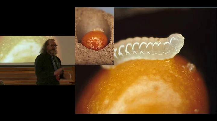 The Wild and Wonderful World of Bees with Dr. Laur...