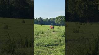 #herefordcattle #gsp #birddog #puppy #farm