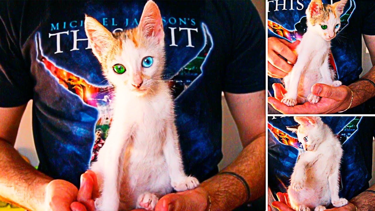 Resgatei Uma GATINHA ABANDONADA