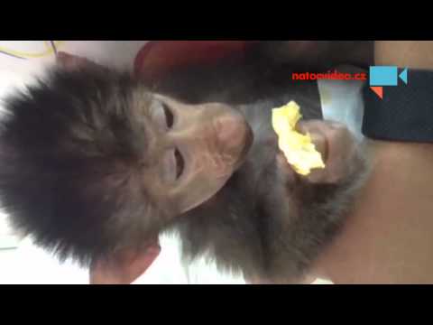 Video: Indonézske Koníčky Sa Ukázali Ako Príbuzní Gruzínskeho Opice-man - Alternatívny Pohľad