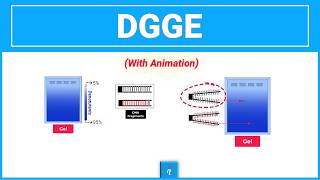 Denaturing Gradient Gel Electrophoresis Dgge Animation