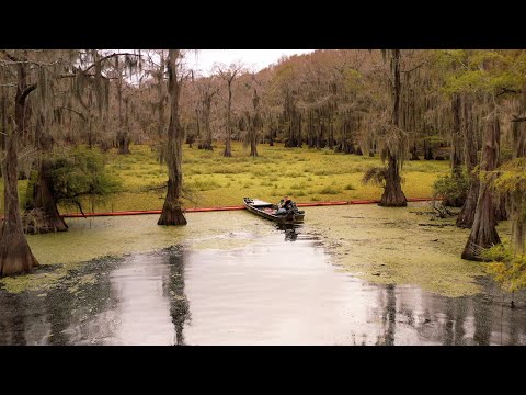 Video: Gibt es Alligatoren im Caddo Lake?