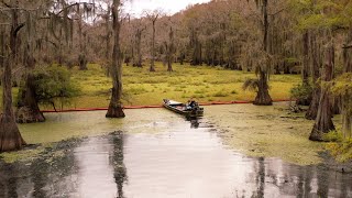 The Giants of Caddo Lake