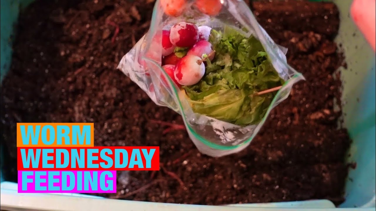 Worm Wednesday Feeding