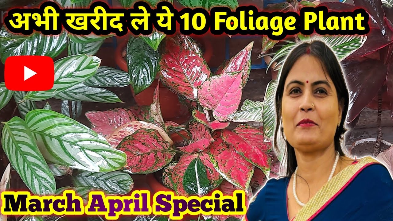 🔴अभी खरीद ले ये 10 colourful Folliage Plant/ March April काSpecial Plant Decorative/Ornamental plant