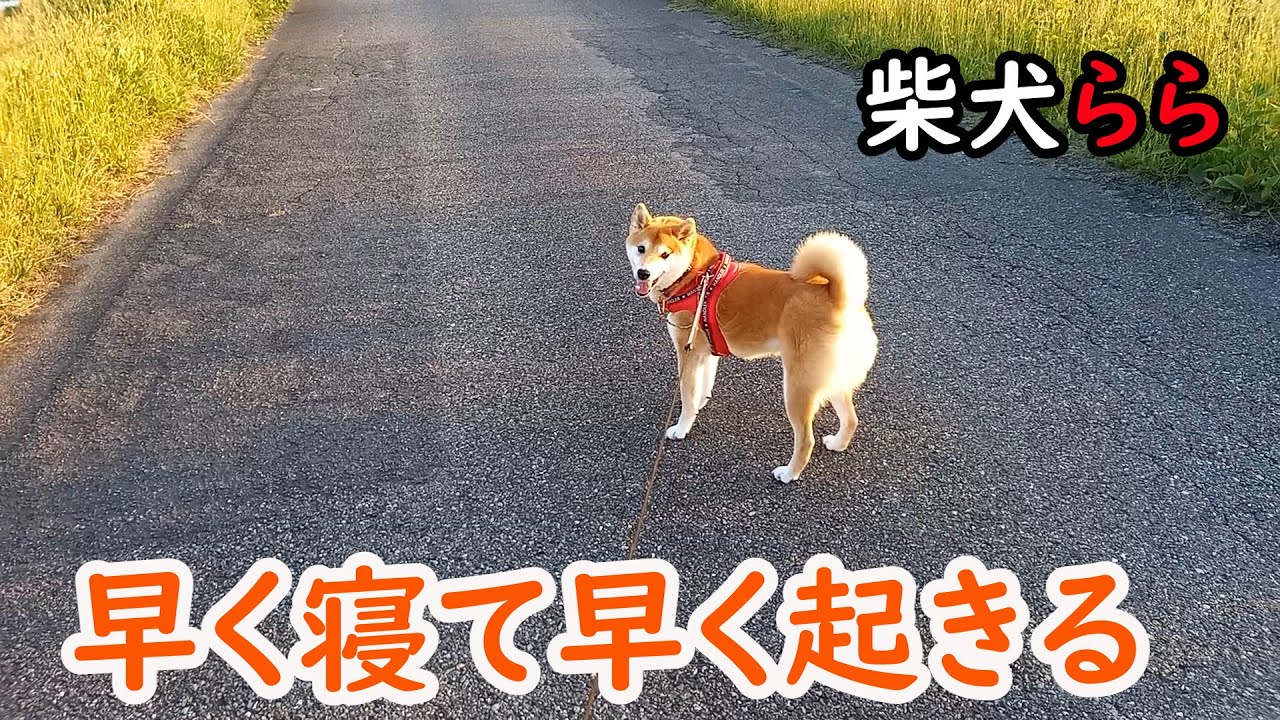 早く寝て早く起きる - YouTube