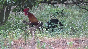 Qaib dib txuam qaib qus(3)ลูกผสมเลือดสูง