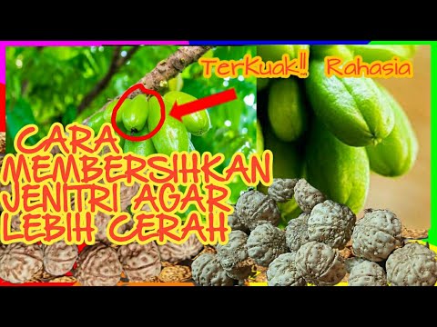 CARA MEMBERSIHKAN JENITRI AGAR  WARNA  LEBIH CERAH  YouTube