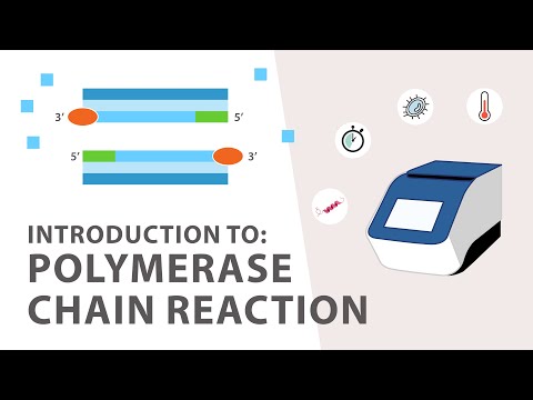 1) PCR (Polymerase Chain Reaction) Tutorial - An Introduction