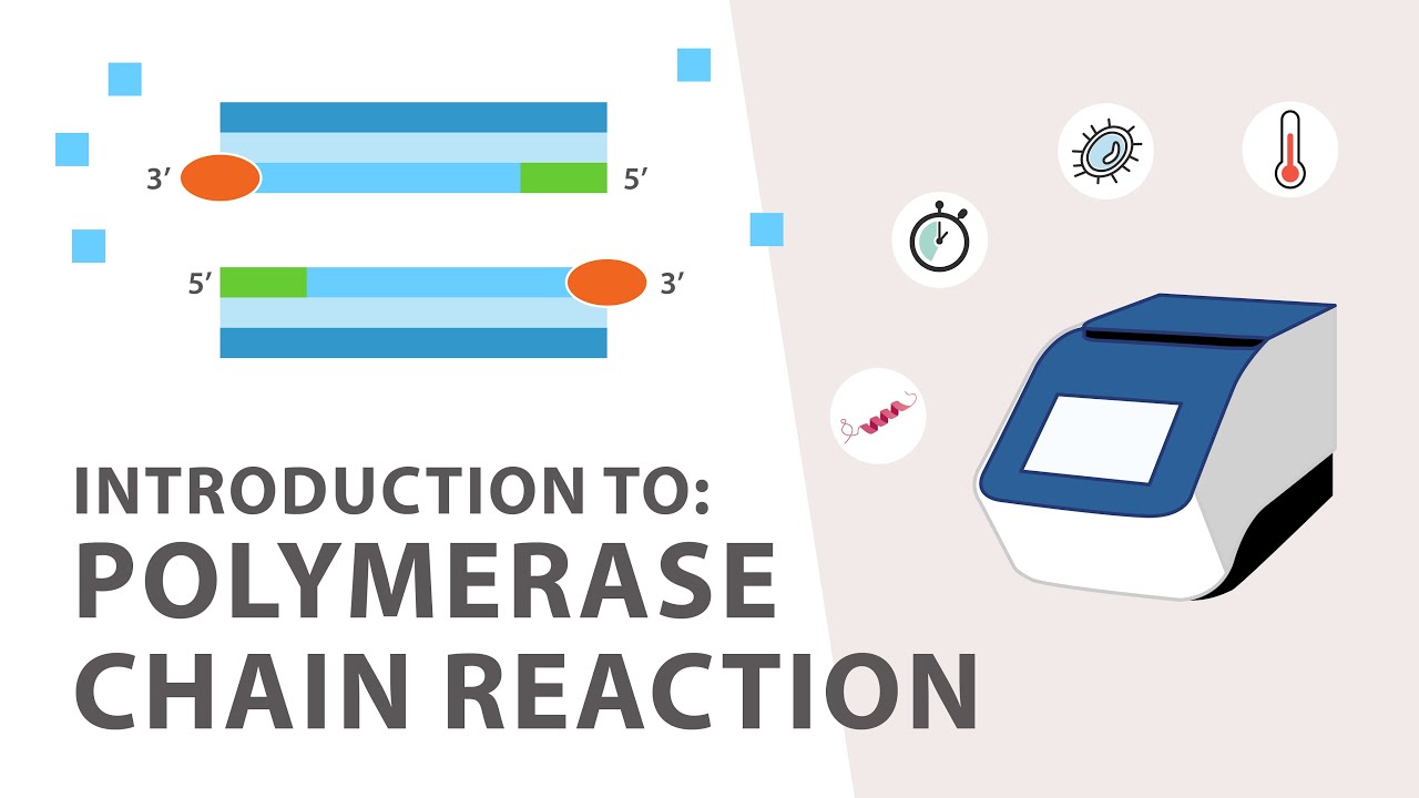 1 Pcr Polymerase Chain Reaction Tutorial An Introduction Youtube