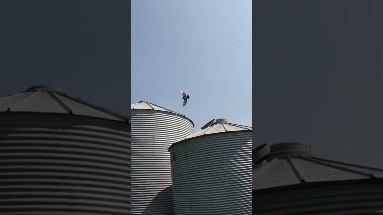 🎯 Sharp Shooting Bird Hunts | Outdoor Hunting Adventures