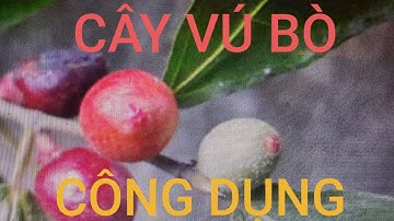 *** Cây/vú Bò/thuốc Nam/công Dụng/Nguyễn Tố Hải
