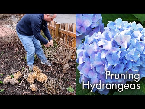 فيديو: Winter Kill on Hydrangea - كيفية حماية نبات الهدرانج من الإصابة الباردة