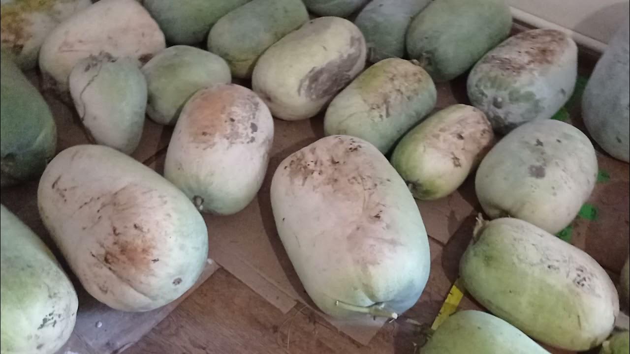 Целебная восковая тыква Бенинказа. Огромные размеры и масса. Урожай ...