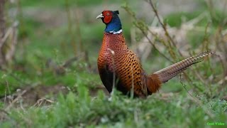 Обыкновенный фазан - Ordinary pheasant Обыкновенный фазан - Ordinary pheasant