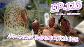 EP.115 Pro. diary Nepenthes part11: Nepenthes aristolochioides (หม้อนกฮูก)