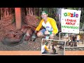 Learn about kangaroos with ozzie  educational for kids about australias national icon