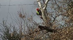 Dany medina utility tree service