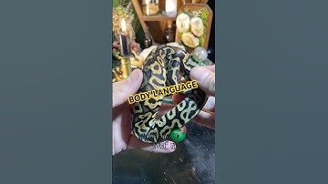 Body language. #molinarosnakelab #reptiles #witchy #python #snakes #shorts #ballpythonmorph #animals