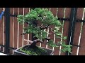 Hasil wiring bahan bonsai cemara sinensis