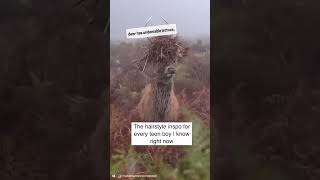 This Deer Has A Haircut And A Half Right Now