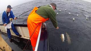 Oberon charters. Triple header on Cod, Muckle Flugga Shetlands