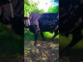 Traditional Farming With Bulls #shorts #shortvideo