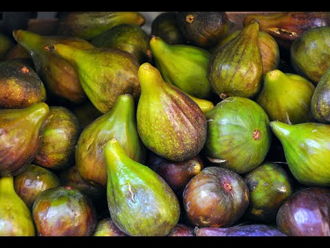 Video: Ako pestovať figovník doma?