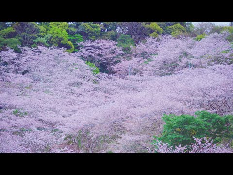 櫻　SAKURA【4K/自然環境音/ASMR/リラクゼーション】