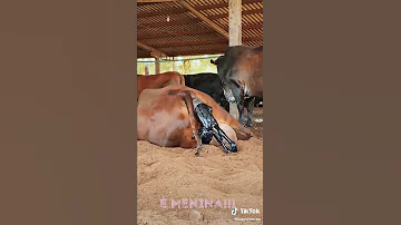 ولادة البقر 