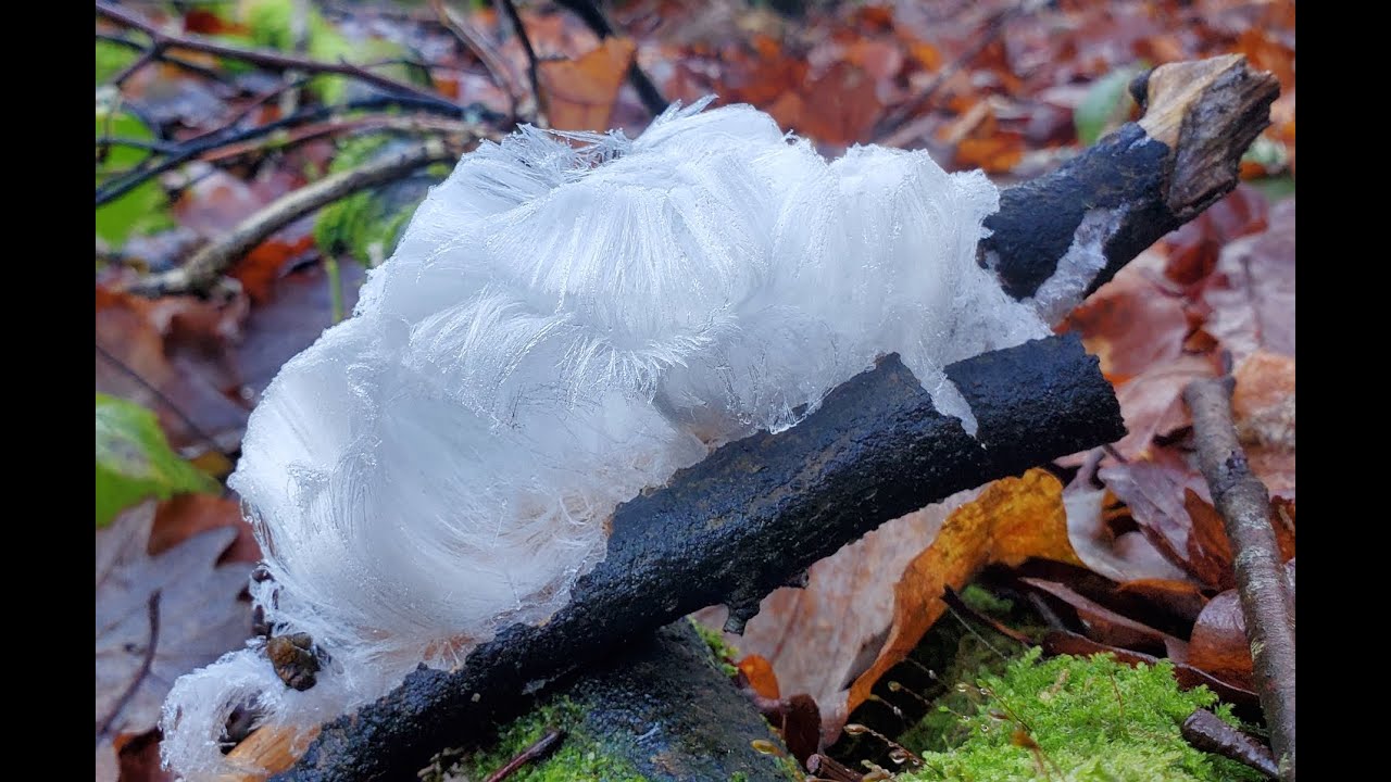 Hair Ice; A Rare Natural Wonder