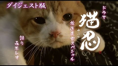猫萌えショット満載！映画『猫忍』スペシャル映像