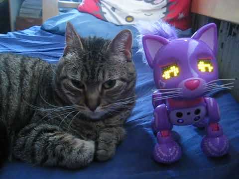 cat แปลว่า Mysli & Zoomer