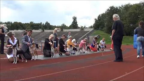 Estonian first basenji speciality show, Tallinn 16...