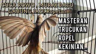 ROPEL KEKINIAN VARIASI MURAI BATU DAN CUCA ROWO cocok jadi Masteran Terbaik .