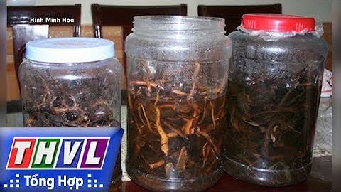 THVL | Người đưa tin 24G: 3 người tử vong do uống rượu ngâm rễ cây rừng