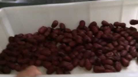 How Wanbao red jujubes color sorter,red dates color sorting work!