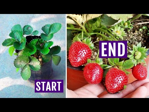 How to Grow STRAWBERRIES At Home FAST [With UPDATES]