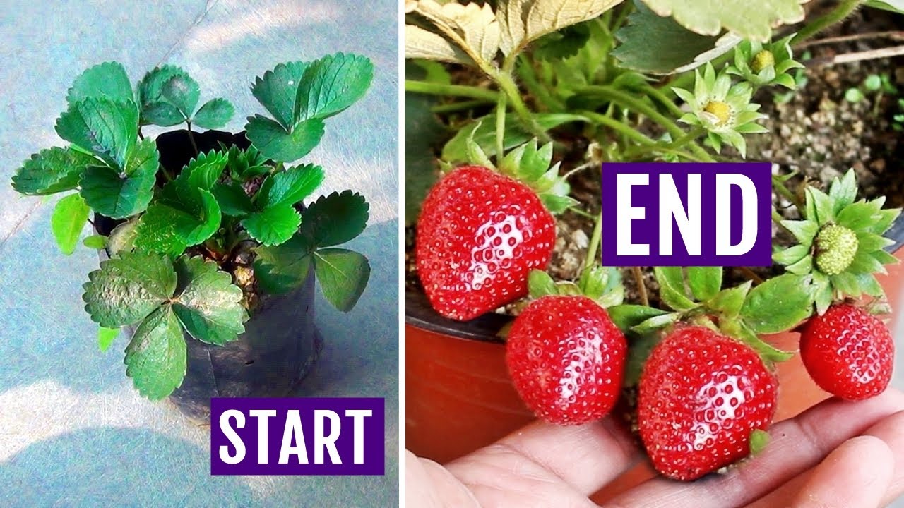 How To Grow STRAWBERRIES At Home FAST With UPDATES YouTube