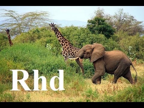 Elephant, Giraffe, Hippo, Zebra, wilddog,  Africa (part 3) Okavango Nature 2018 Hd Documentary.