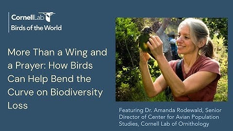 How Birds Can Help Bend the Curve on Biodiversity Loss feat Dr. Amanda Rodewald | Birds of the World