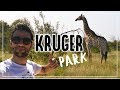 Safari fai da te? Kruger Park 2018 - Sudafrica