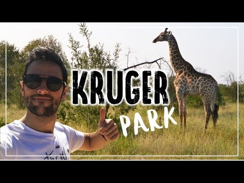 Video: Uno Sguardo All'interno Delle Località Di Singita Nel Kruger National Park, In Sudafrica