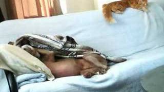 dog takes blanket from cat