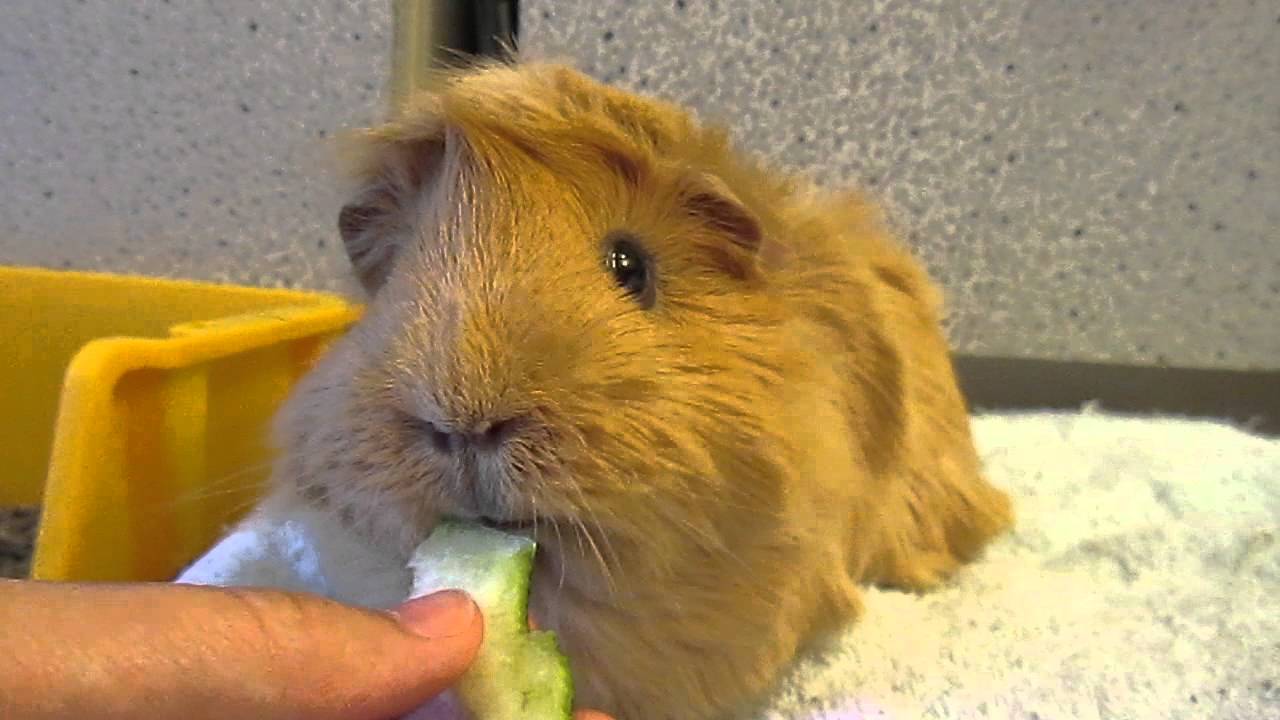 Guinea Pig Eating Watermelon Rind YouTube