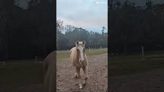 broooo I miss this horse sm 😞#horse #equestrianjourney #midas #horsefan #hearthorse #horse #myhorse