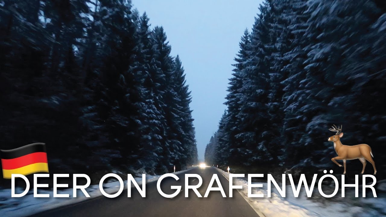 Starbucks, Grafenwöhr at Night and Deer || Germany Vlog