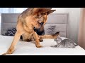 German Shepherd and a Tiny Kitten Before Becoming Friends