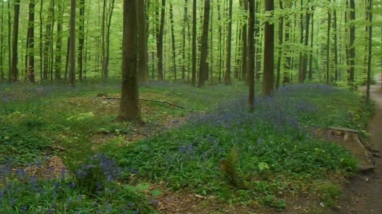 Bluebell Forest in Hallerbos, Halle, Belgium (part 1)